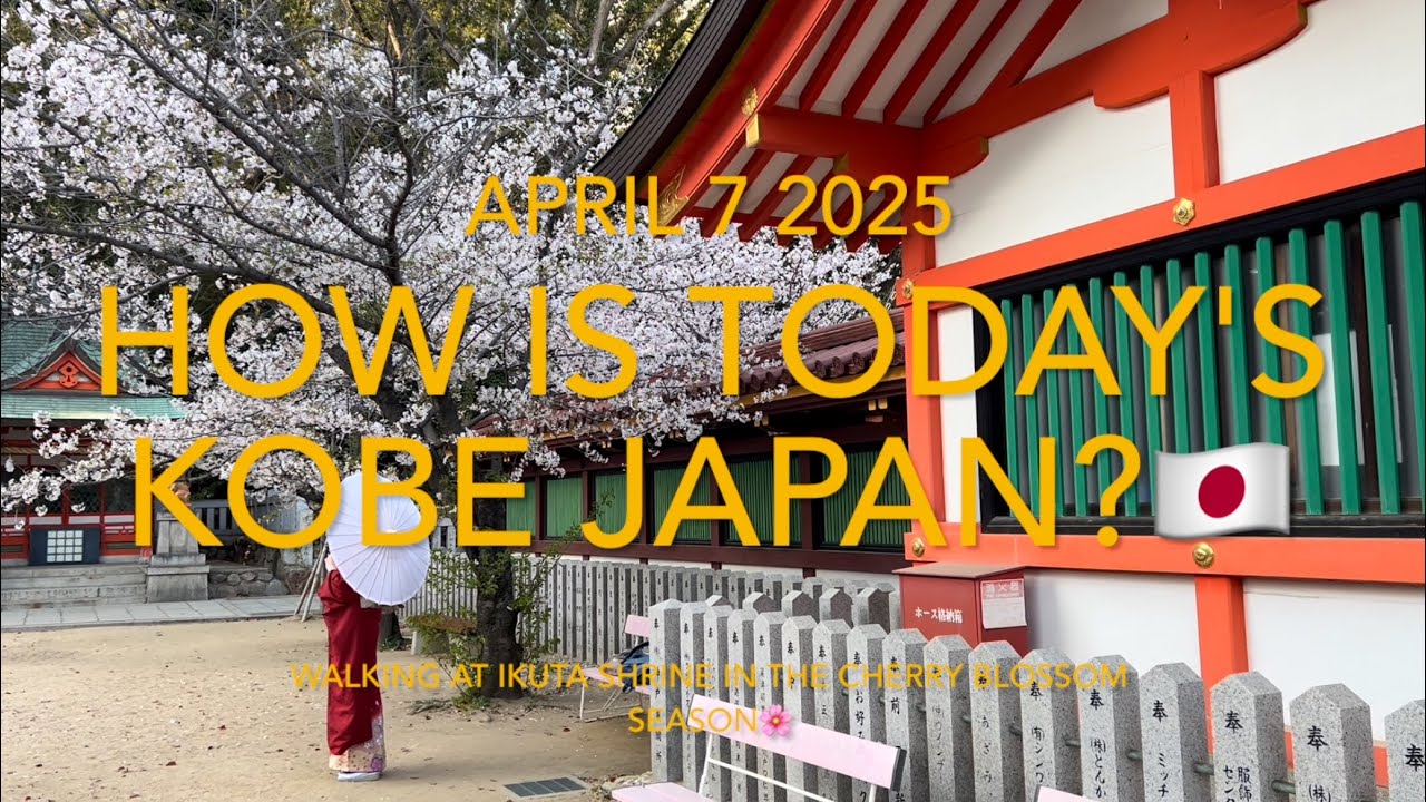 How is today's Kobe Japan?🇯🇵 April 7 2025, Walking at Ikuta shrine in the cherry blossom season