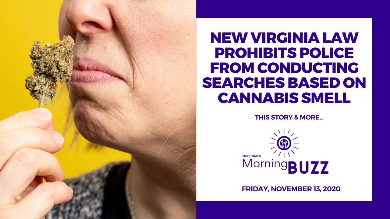 NEW VIRGINIA LAW PROHIBITS POLICE SEARCHES BASED ON CANNABIS SMELL | TRICHOMES Morning Buzz