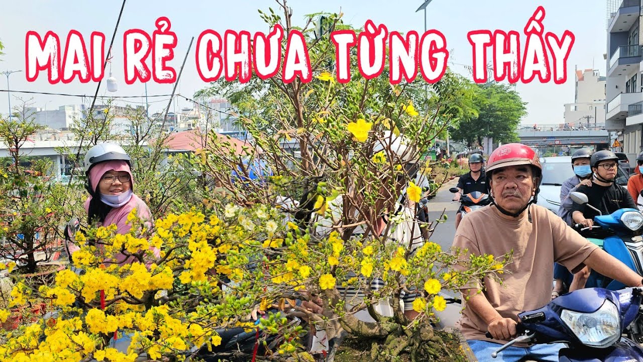 Bến Bình Đông Bán Mai Rẻ Chưa Từng Thấy Cây To Đùng Siêu Nụ Chỉ Có 300 Cành.