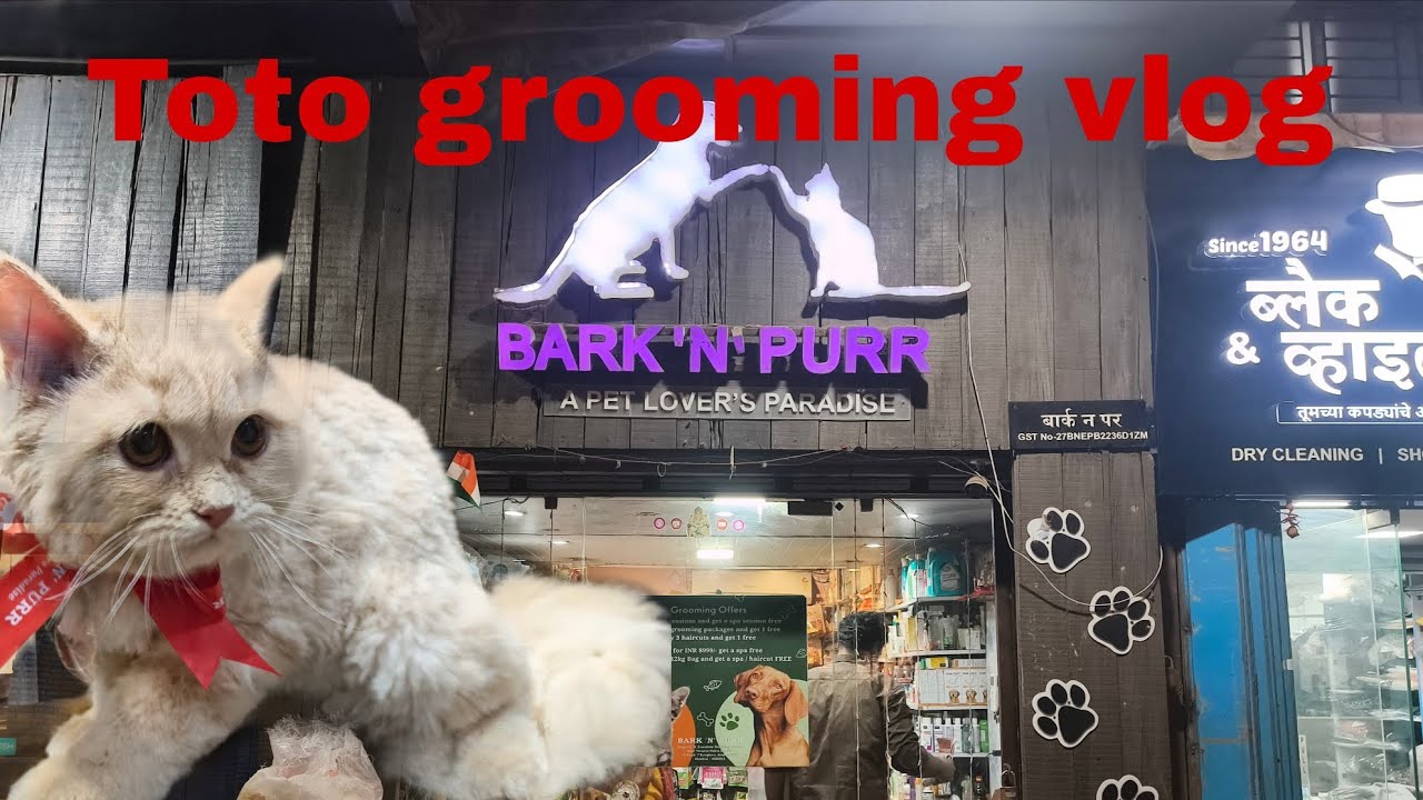 Toto ka grooming @chaurasiyaji-4nx 