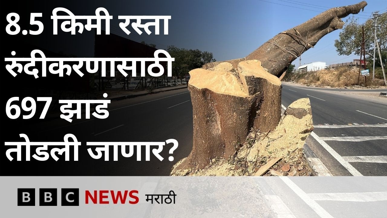 8.5 किलोमीटर रस्त्याच्या चौपदरीकरणासाठी 697 झाडं तोडण्याचं प्रकरण काय? | BBC News Marathi