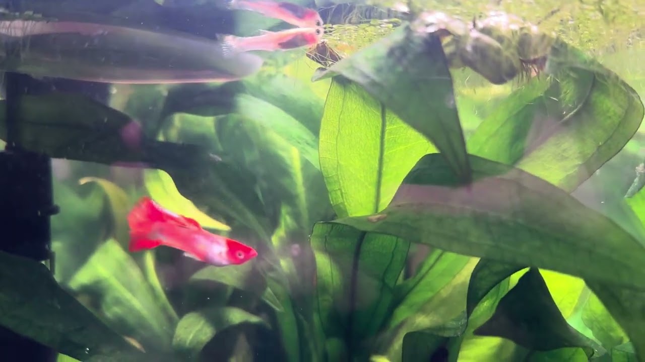 Testing Hygger DC Wave Maker | Perfect Flow for 10 Gallon Planted Tank