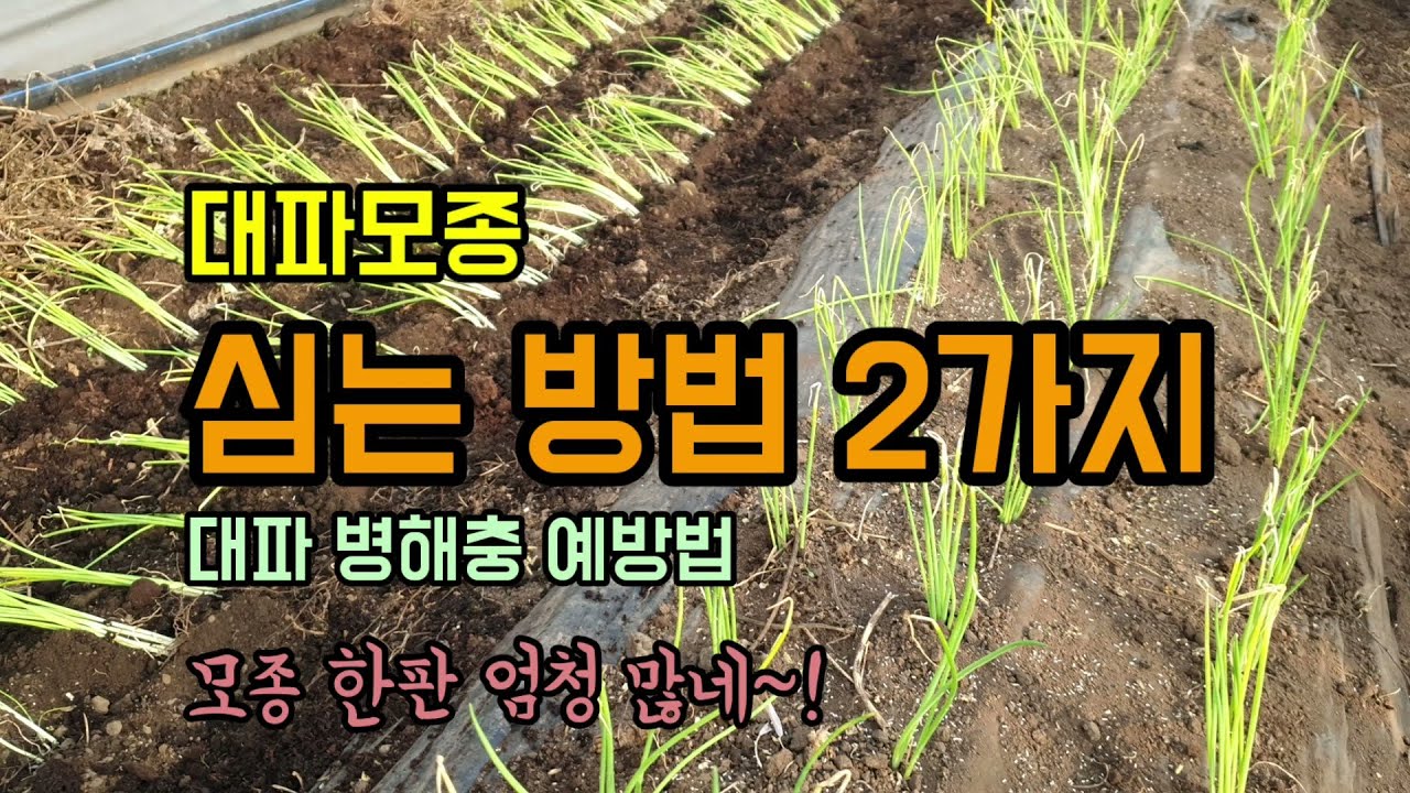 텃밭농사 대파 파종시기 대파모종심는방법 2가지와 대파병해충방제 고자리파리 토양살충제