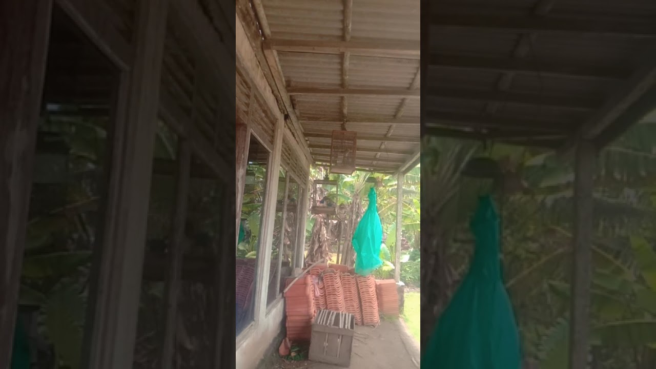 Cek son jawa tullen