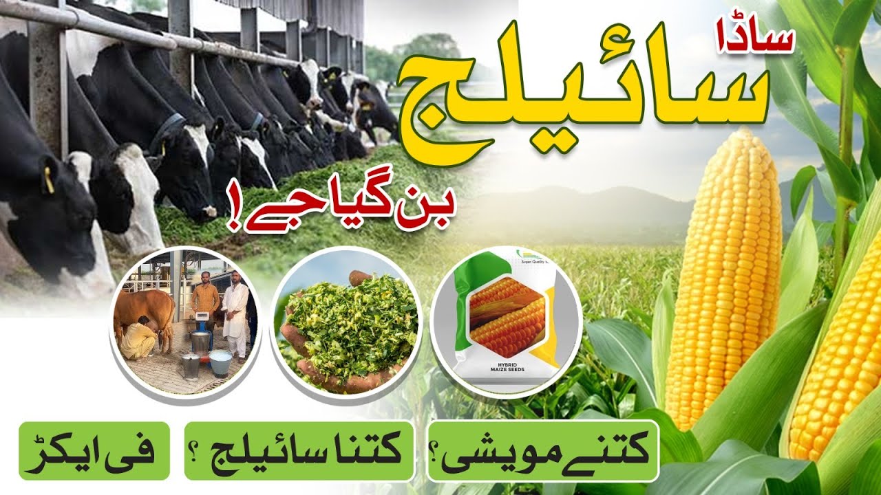 مکئی کی کٹائی | ساڈا سائیلج تیار     Corn Harvest & Silage Making