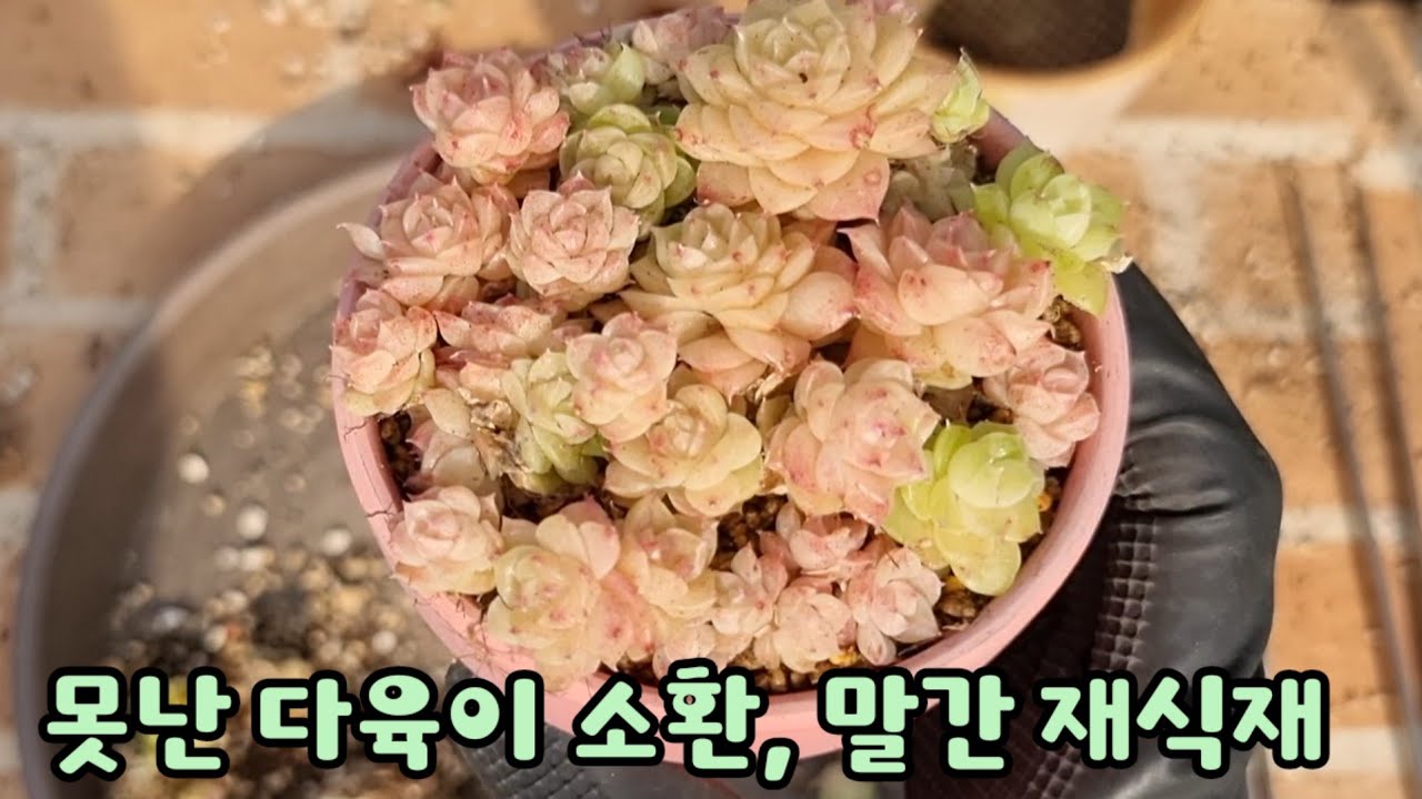 못난 다육이 소환, 말간을 적심해서  재식재해요💕 