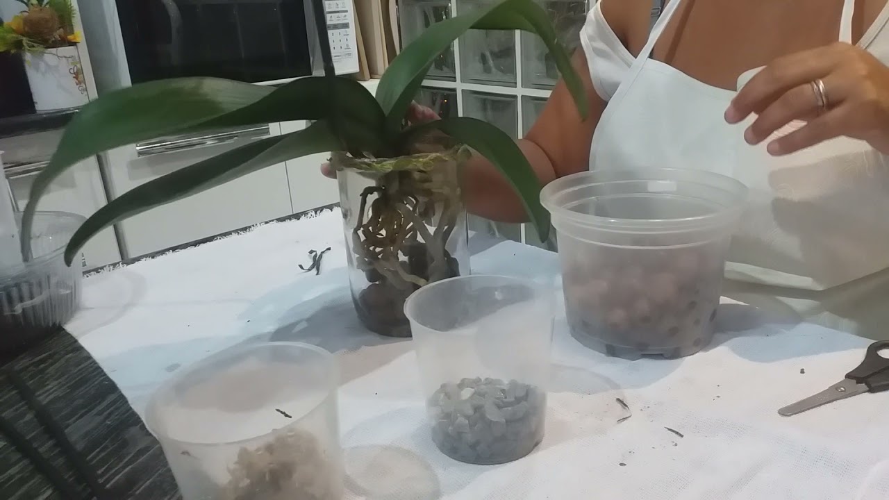 orquidea phalaenopsis na argila expandida no vidro furado e decorado 😮😍🤔🙏