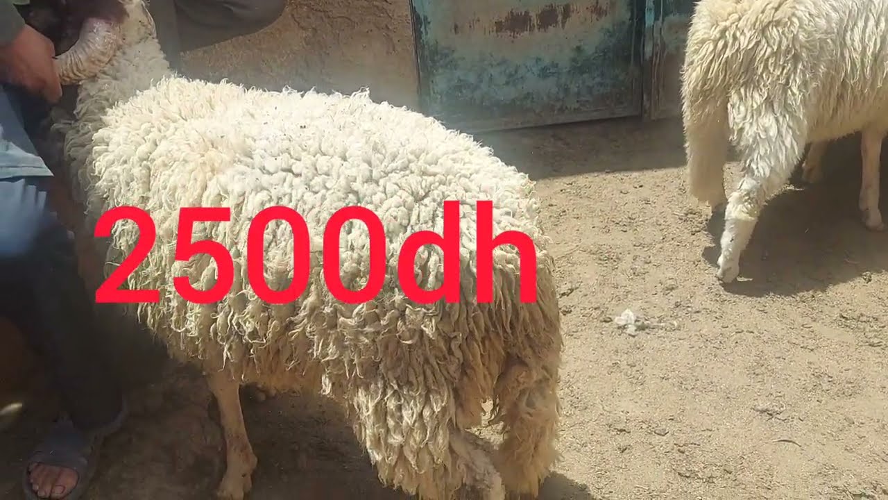 خروف العيد فاس 2022 #خروف#العيد#