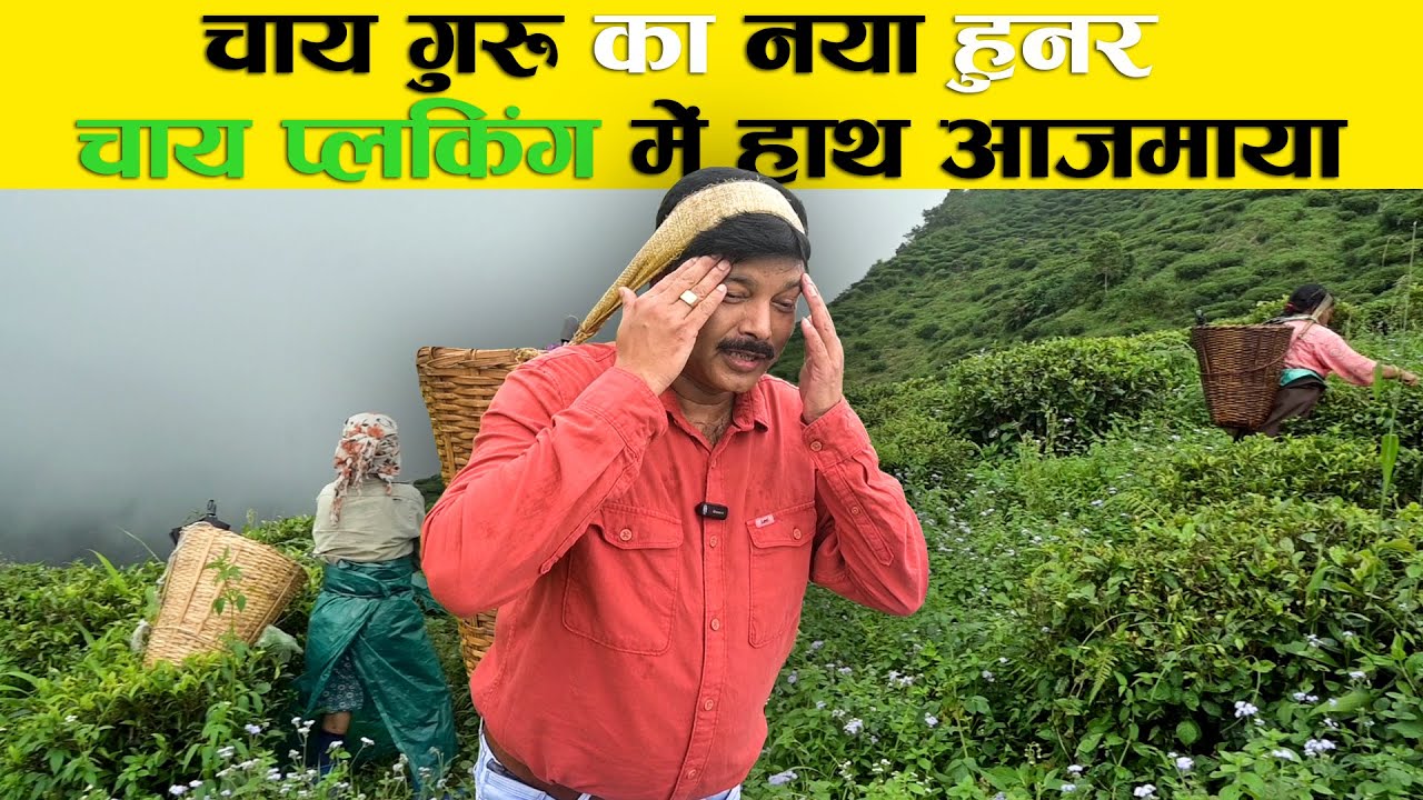 A Day in the Life of Tea Garden Workers: Tea Harvesting Unveiled! #teaeducation #teabusiness #tea