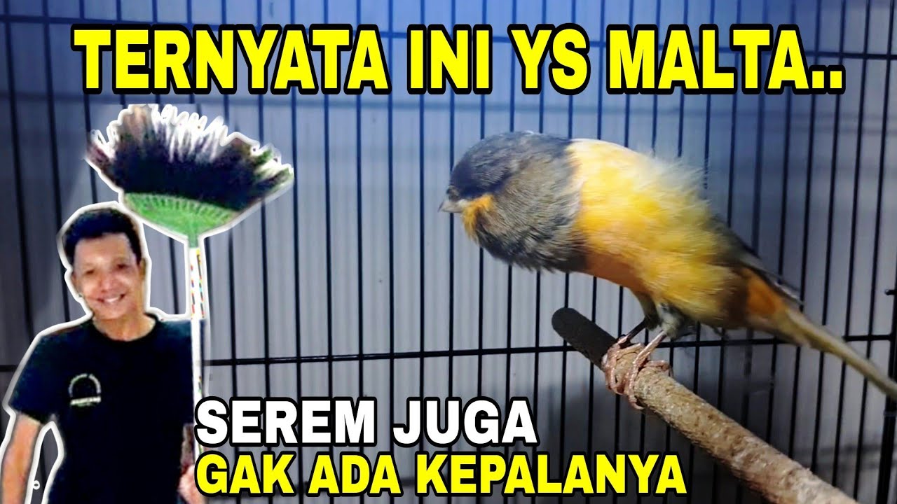 APA SIH YS MALTA..⁉️AKU JUGA JARANG LIHAT