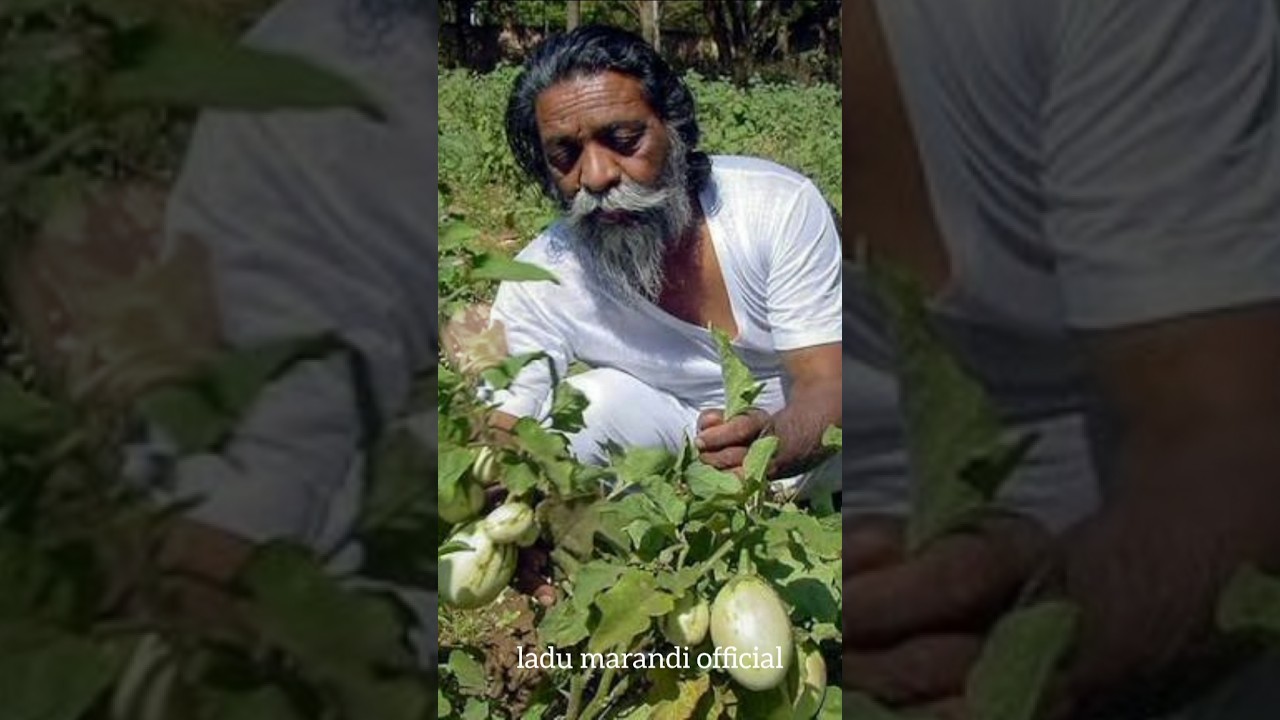 disom guru shibu soren new santhali video 2025 // kalpana soren hemant soren #jmm #jarkhand #shorts🔥