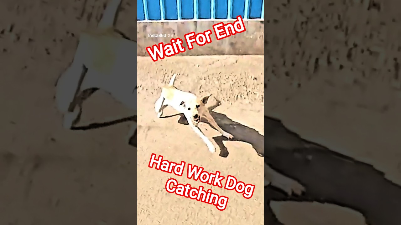 Very Hard Work Dog Catch Trailer #dogwithpublicsafety #dog #shorts #ytviral #dogshorts #trailer