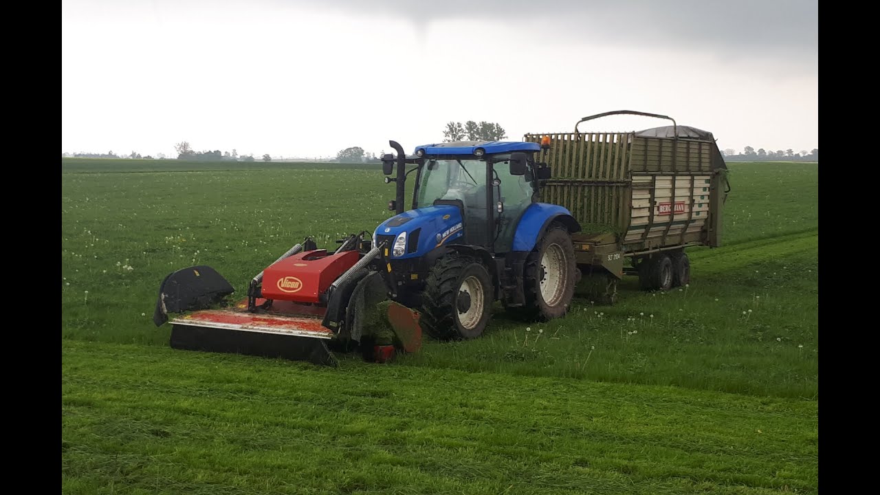 Karmienie krów świeżą trawą