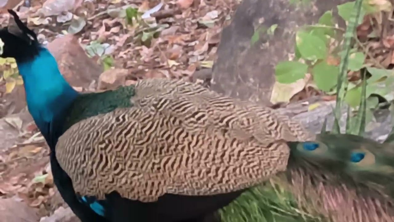 🦚🦚🦚🦚Good things happen to good people, you can understand this from this video#trending #popular 