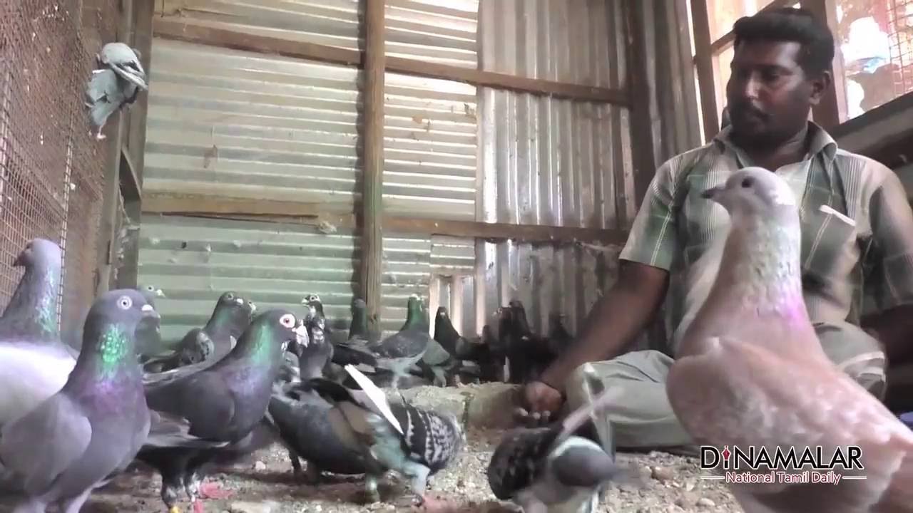 புறா சேது