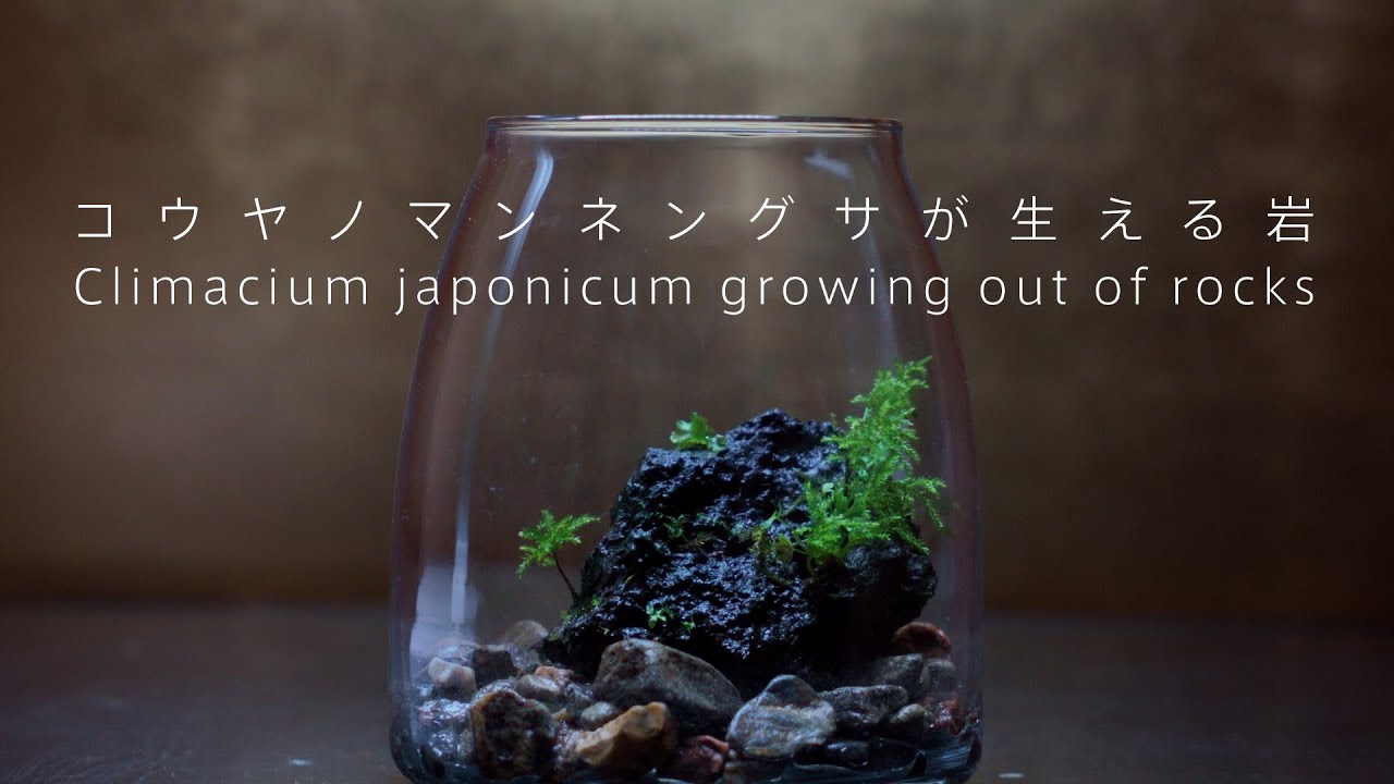 石から生えるコウヤノマンネングサ