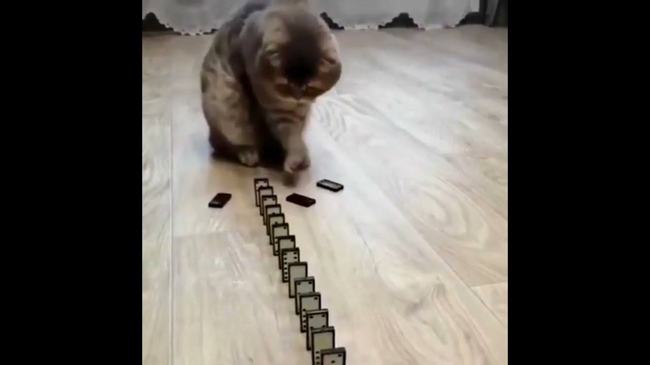 Domino Cat! Cute Cats!! Funny Cats #Shorts