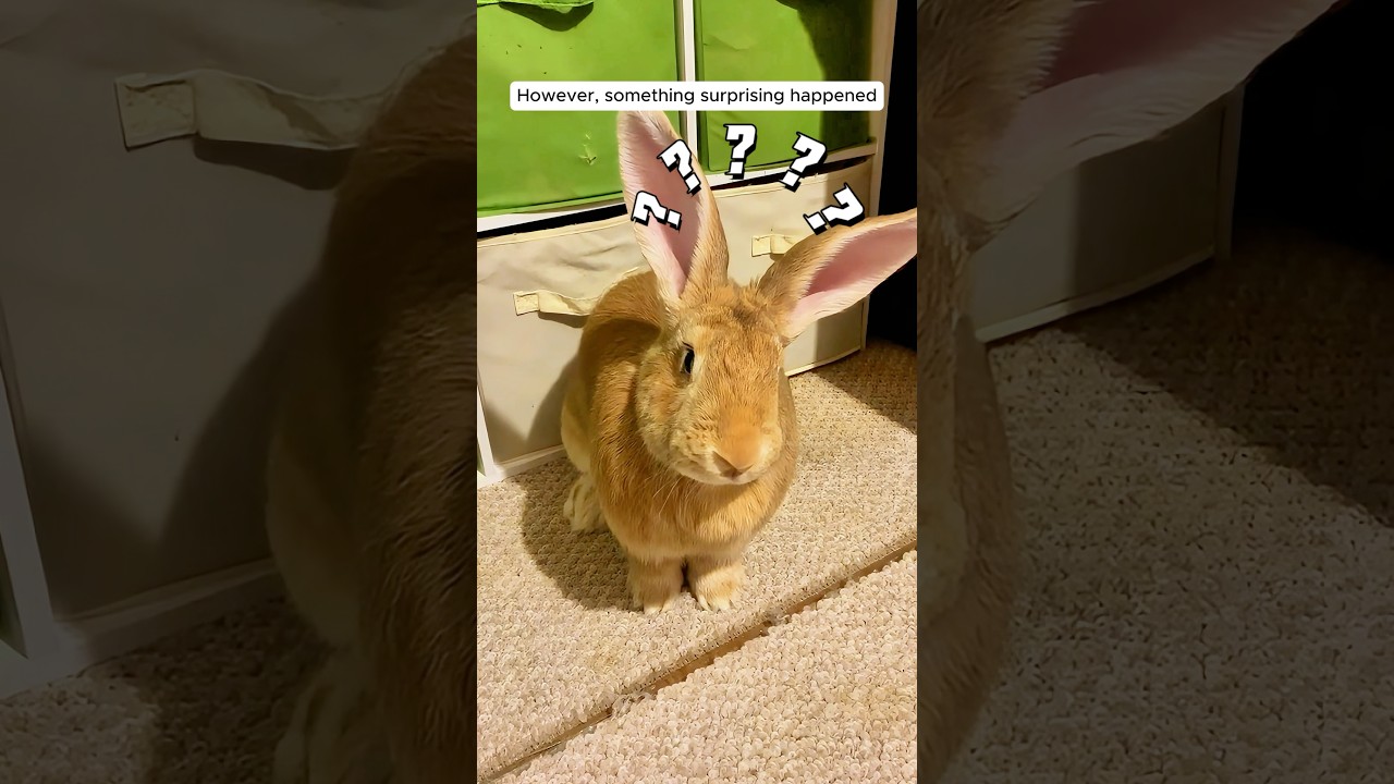 This man rescued a helpless bunny by the roadside and then&hellip;