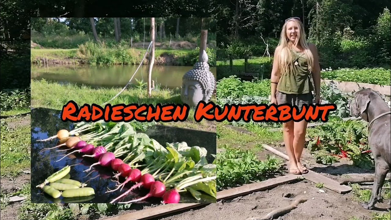 Radieschen Ernte Kunterbunt! Sortenvorstellung am Weiher-Garten
