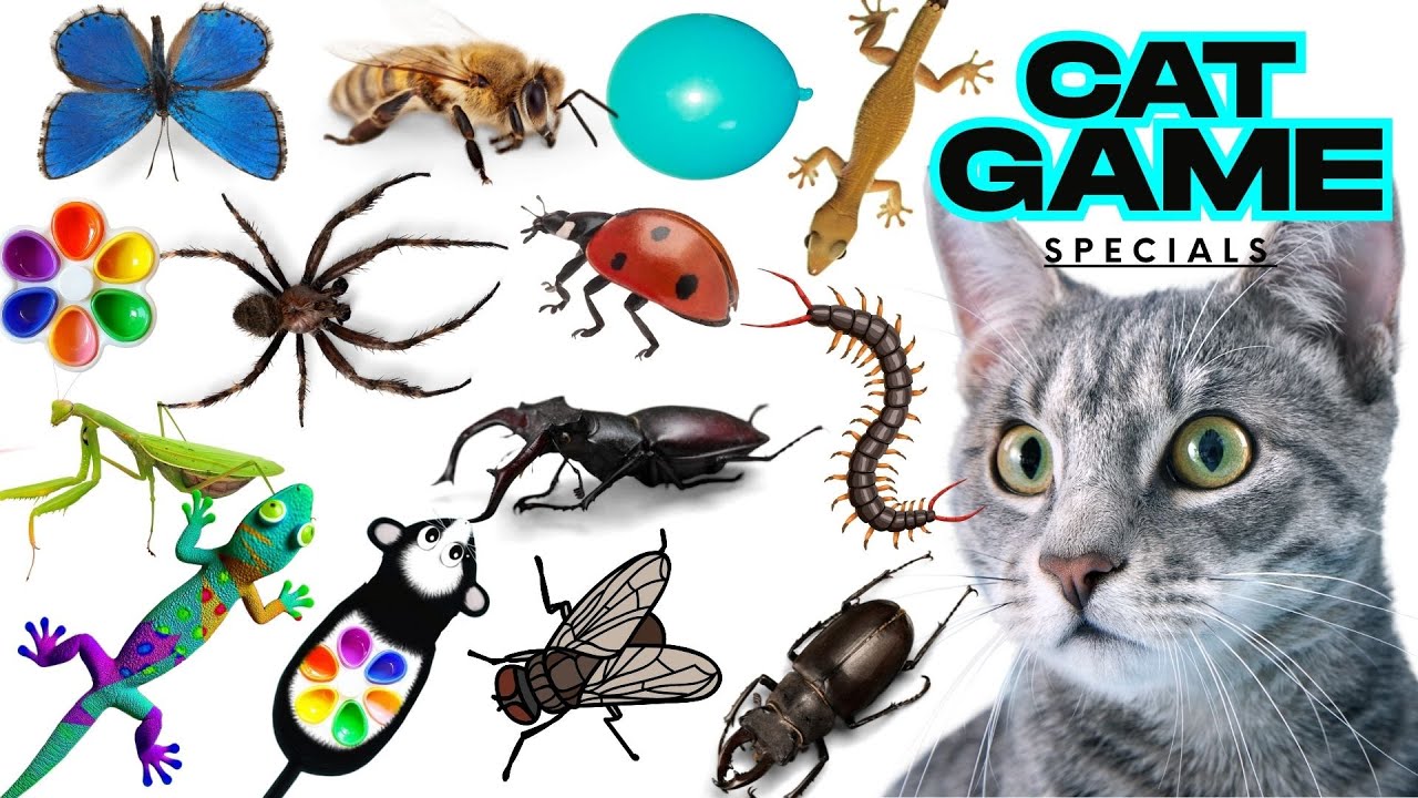 CAT GAMES Little Mouse 3D| Ultimate Compilation Catching The LIZARDS,Flies, FireBugs🦎11 HOUR🦎Vol 102