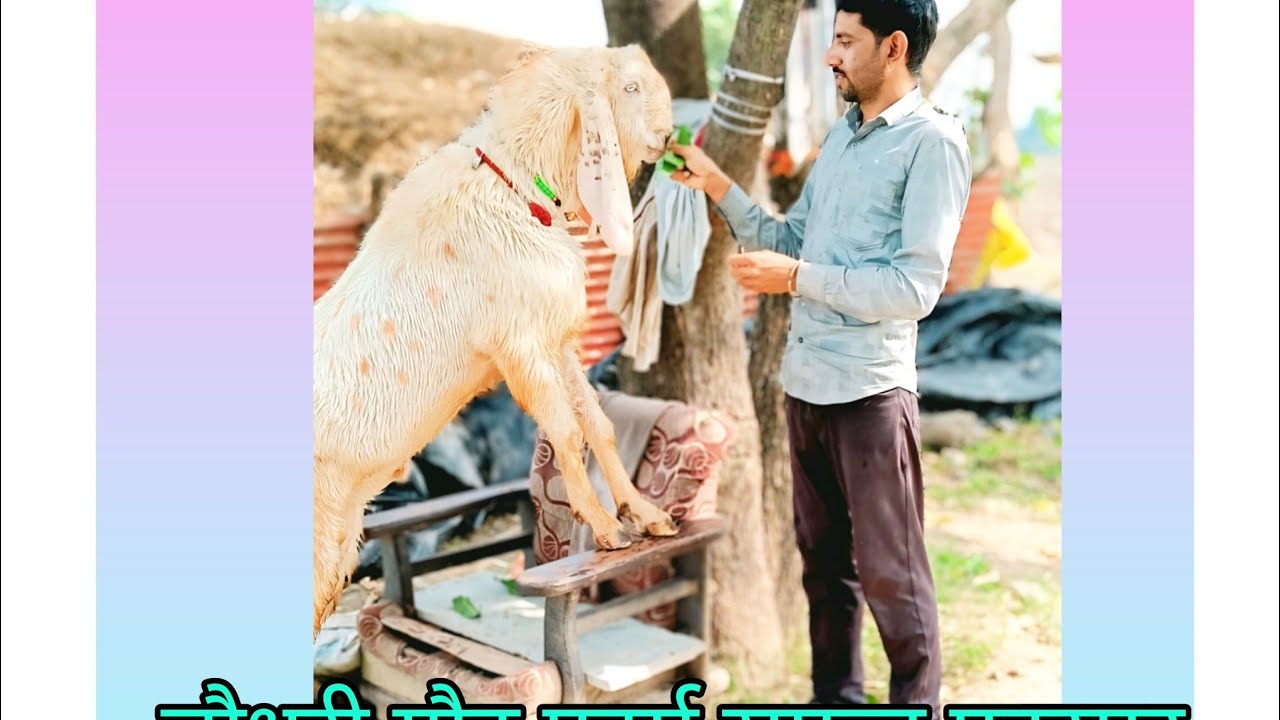 🐐 5 मिनट में गोट फार्मिंग की पूरी जानकारी | बकरी पालन से कमाई कैसे करें। Choudharygoatfarm1