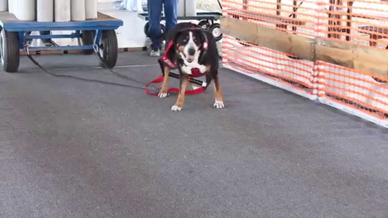 Gateway Sled Dog Club Weight Pull - March 21, 2015: Greater Swiss Mountain Dog, Jenna