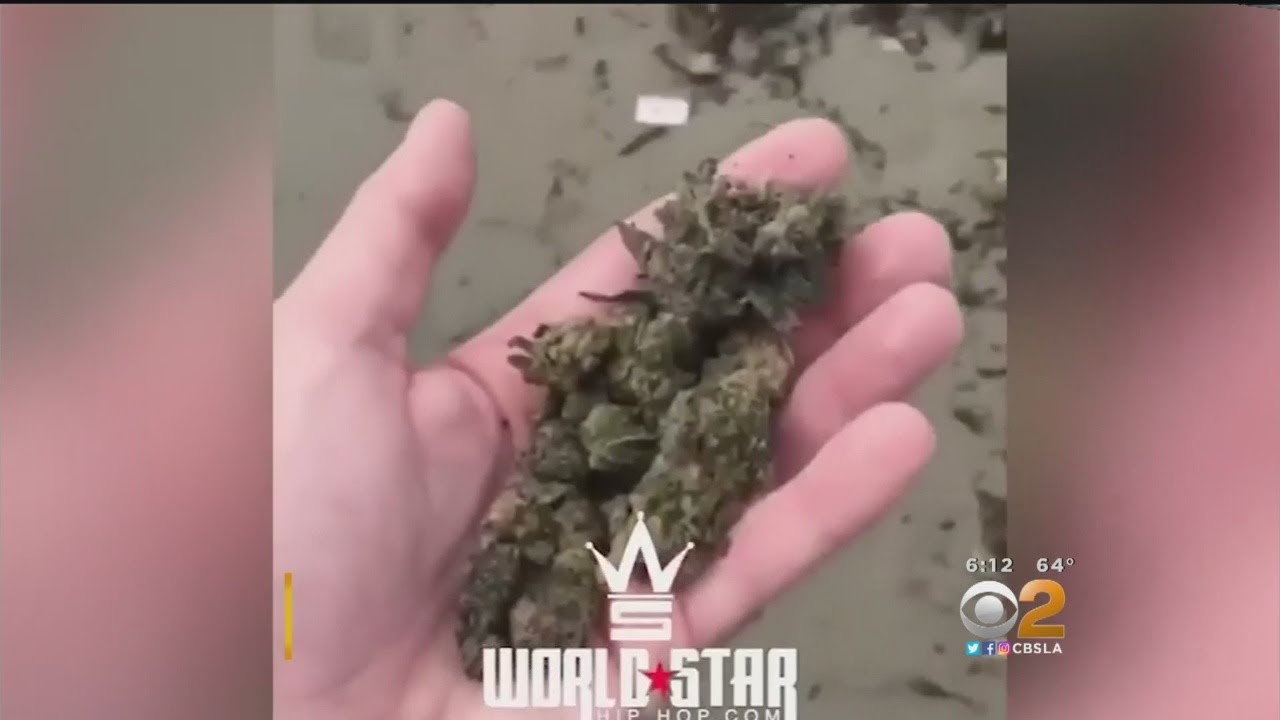 Marijuana Washes Ashore In Santa Barbara
