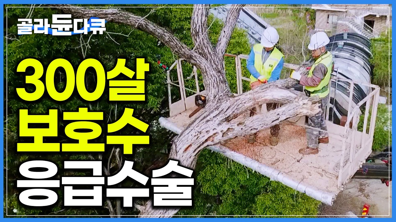 썩은 가지 잘라내고 살균, 살충, 방부처리까지! 300살 보호수 지키기 위한 고목 응급수술｜나무 의사｜극한직업｜#골라듄다큐