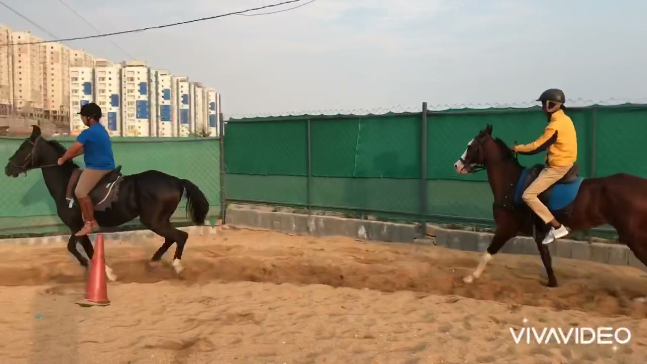 Champions Horse Riding Club #horses #horseriding # 8463993344