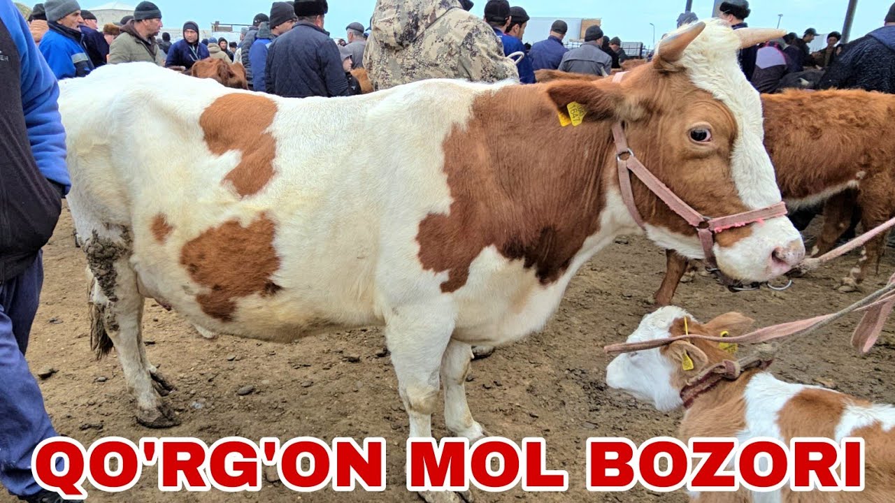 Qo'rg'on mol bozori ona bola va bo'g'oz g'unojinlar narxlari 26 февраля 2026 г.
