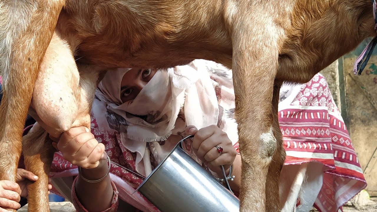 village life morning goat milking vlog,
