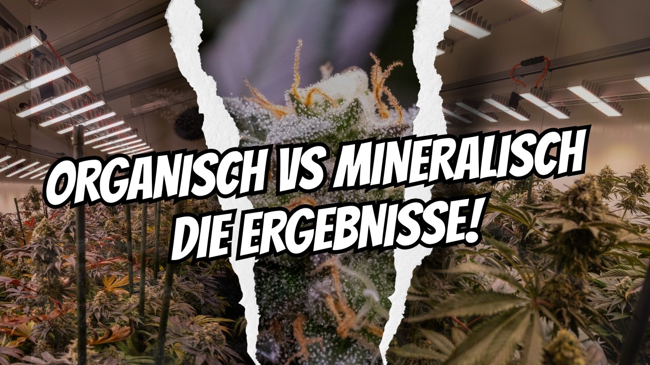 SANlight Versuch: organisch vs mineralisch