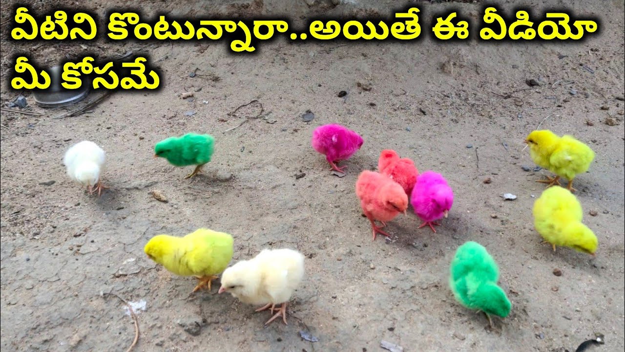 How to select and grow colour chicks | @youngfarmeratoztelugu