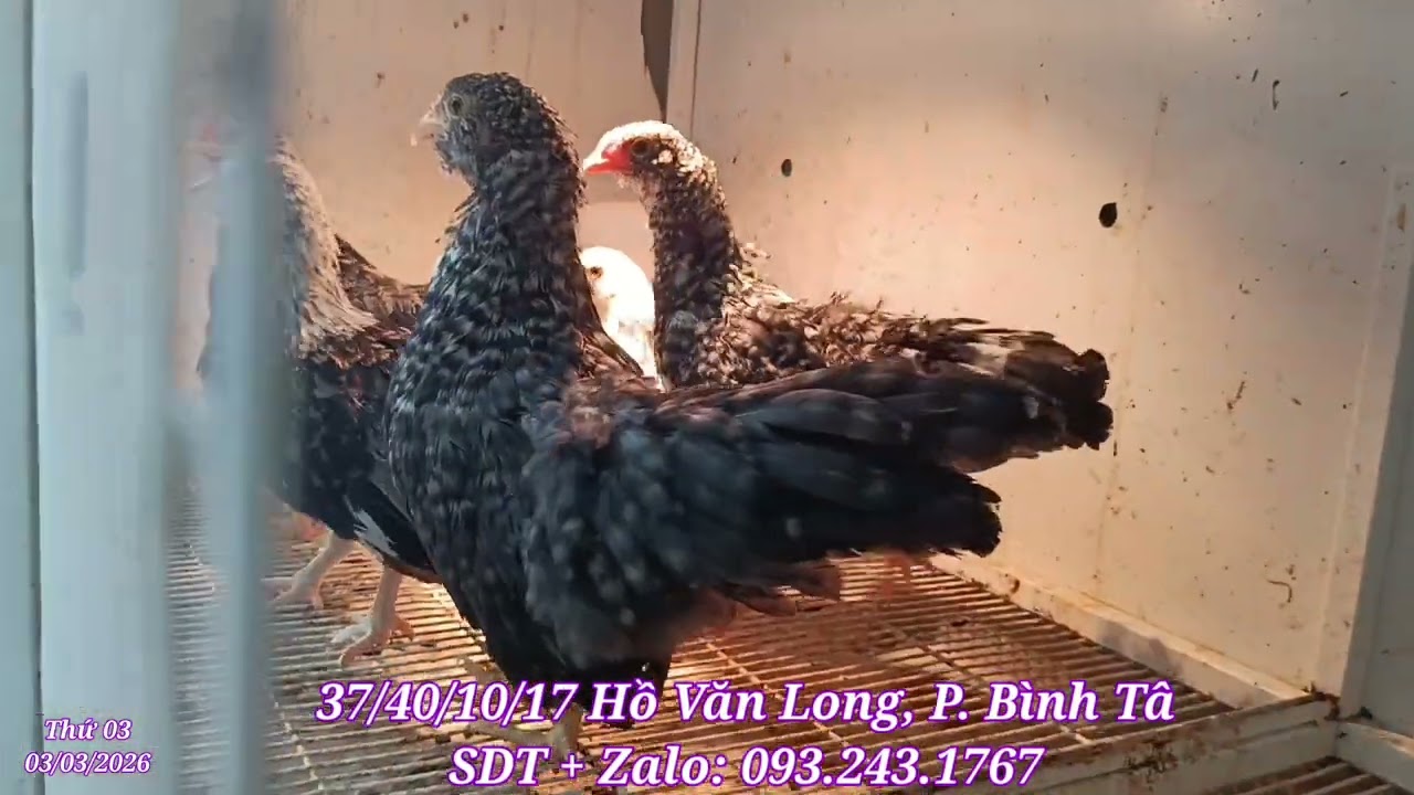 Lên tre mỹ f1, tân châu mini mặt râu, tre bắc cộc sinh sản, toàn hàng víp, mời anh em kết nối