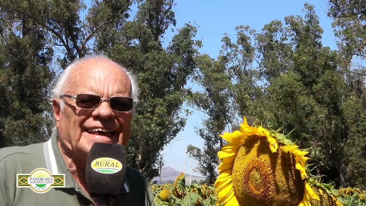 Panorama Agropecuario Balcarce 15/3 Cultivo de Girasol.