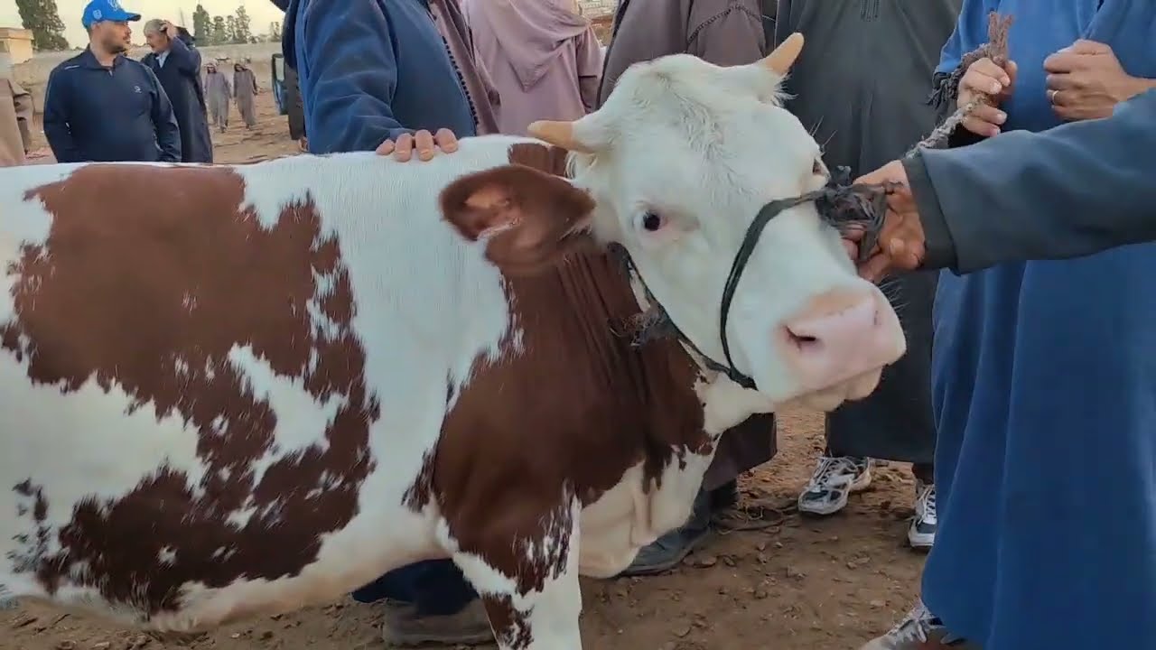 العجل الكسابي والعجلة من سوق سبت سطات اليوم مع الاتمنة 