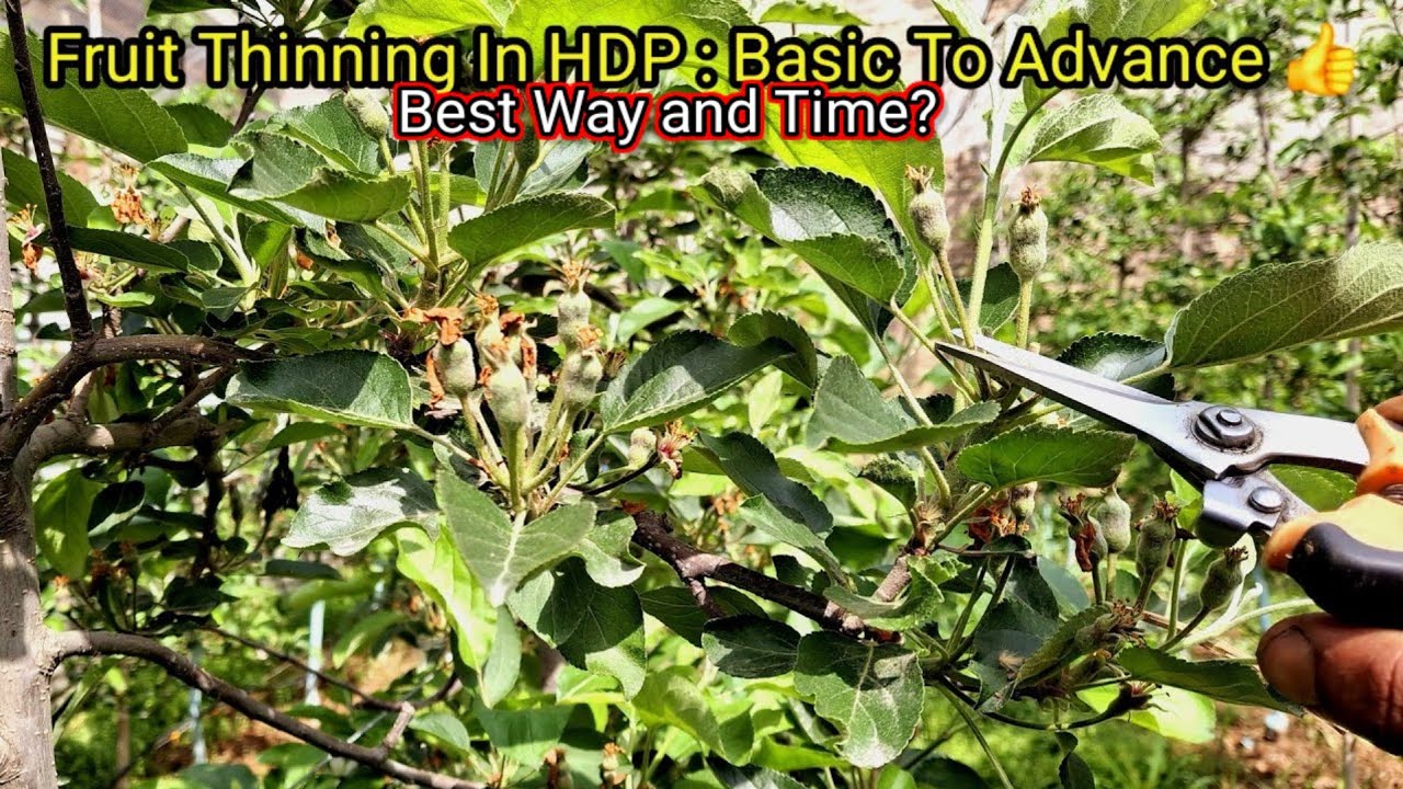 Apple Fruit Thinning In High Density : Basic to Advance || Magray Orchards