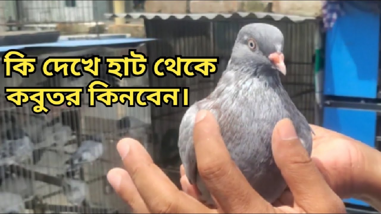কি দেখে হাট থেকে ভালো মানের কবুতর কিনবেন? হাটে ভালো কবুতর চেনার উপায় |
