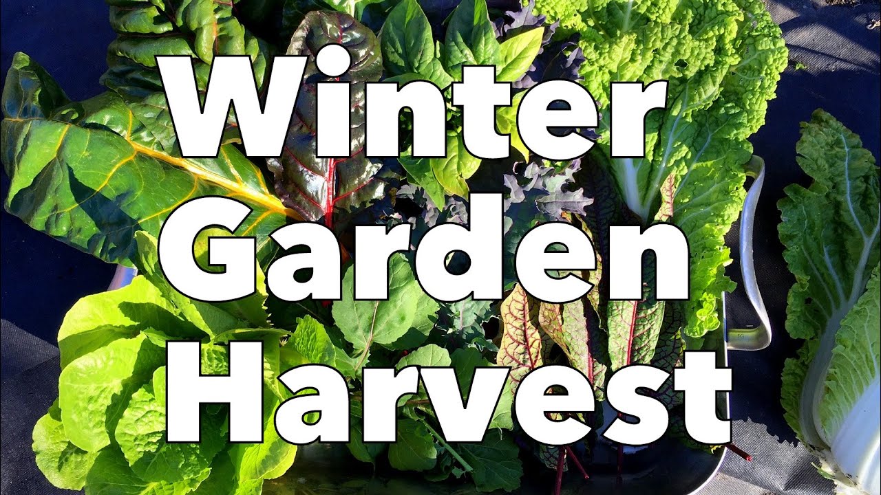 Winter Garden Harvest