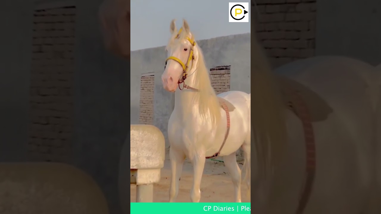 Ertugrul Ghazi Theme| what a beauty | CP DAIRIES