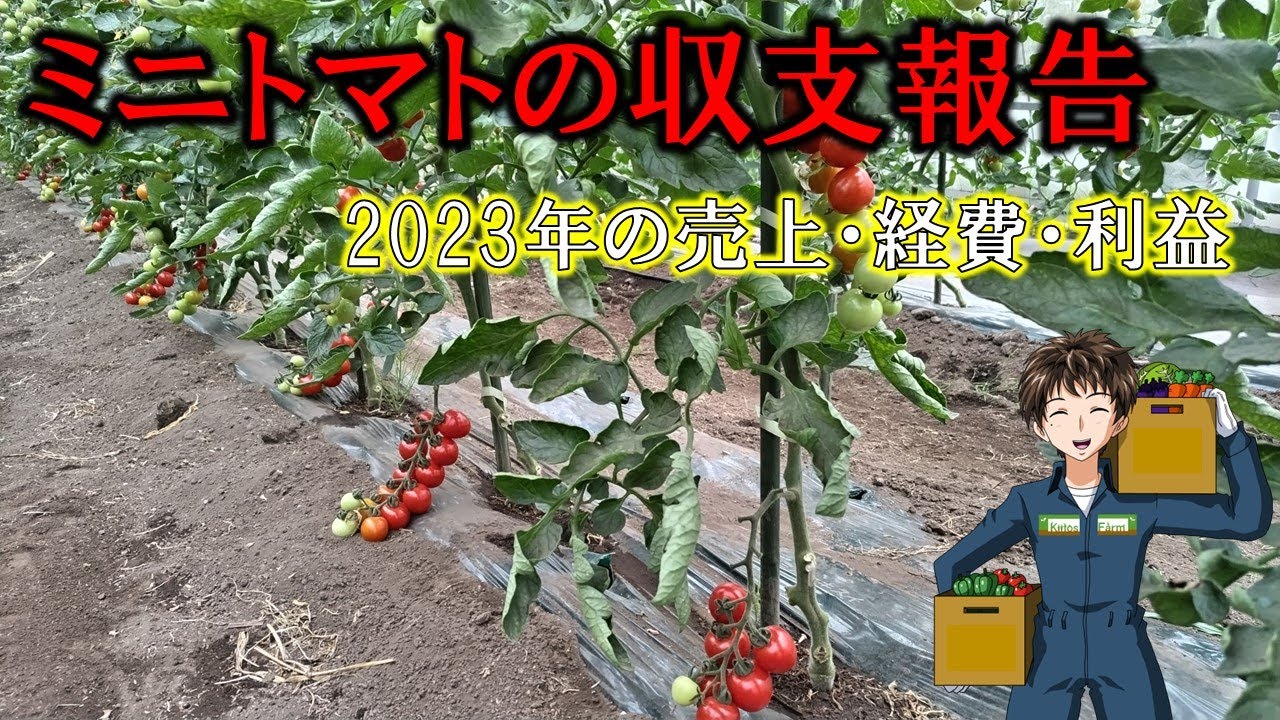 【ミニトマトの収支報告】作付増やせば、そりゃ売上・利益も上がるよね。