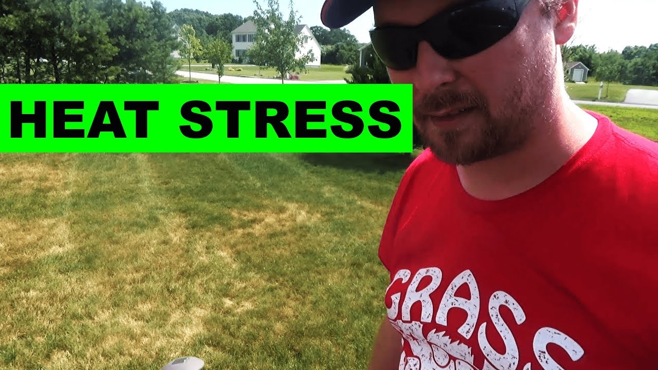 Diagnosing heat stressed lawns