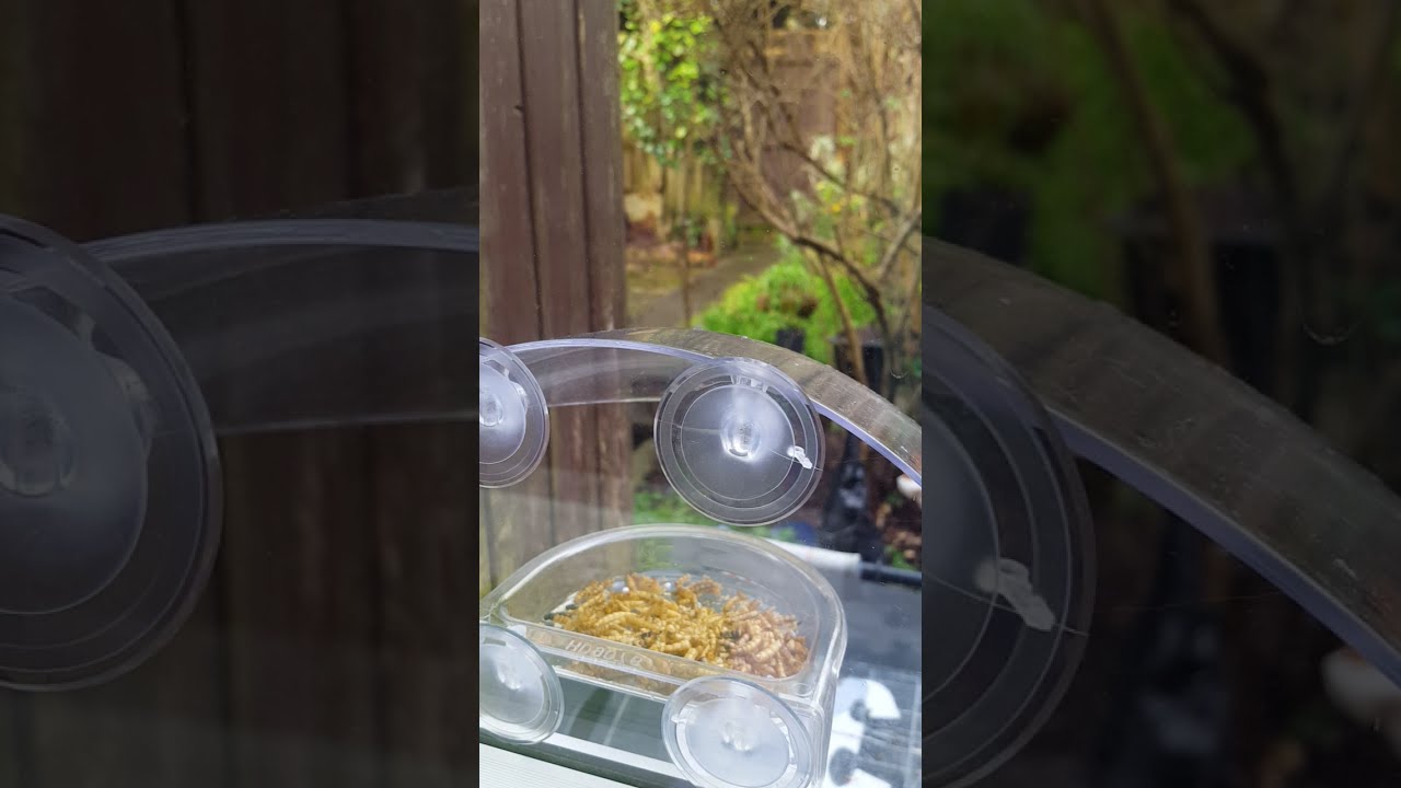 CJ Bordeaux Wildlife Bird feeder EXCLUSIVE catches Secret Squirrel 12 Feb