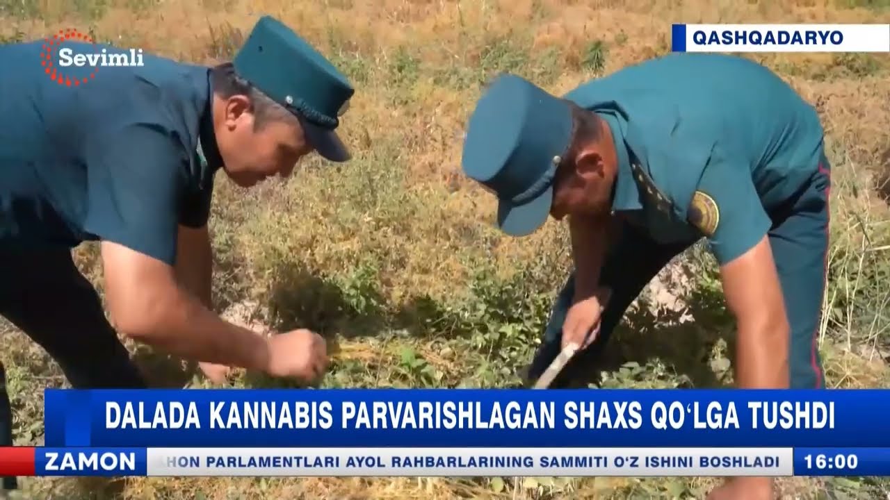 Dalada kannabis parvarishlagan shaxs qo‘lga olindi