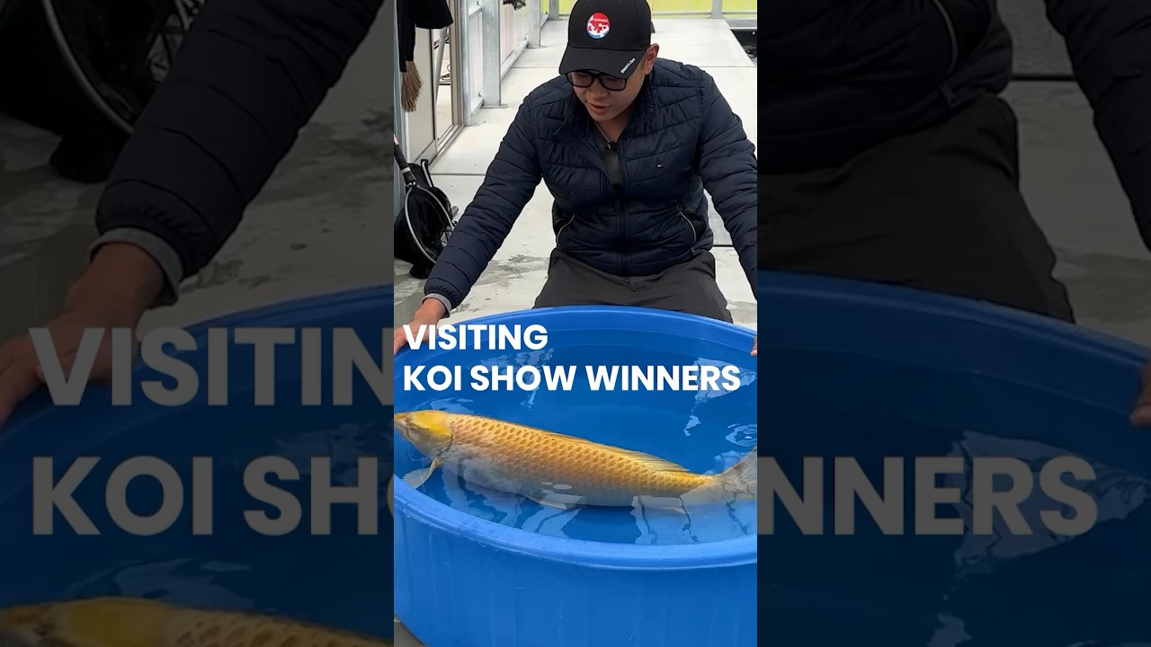Visiting KOI SHOW WINNERS #koi #koifish #japan #koishow