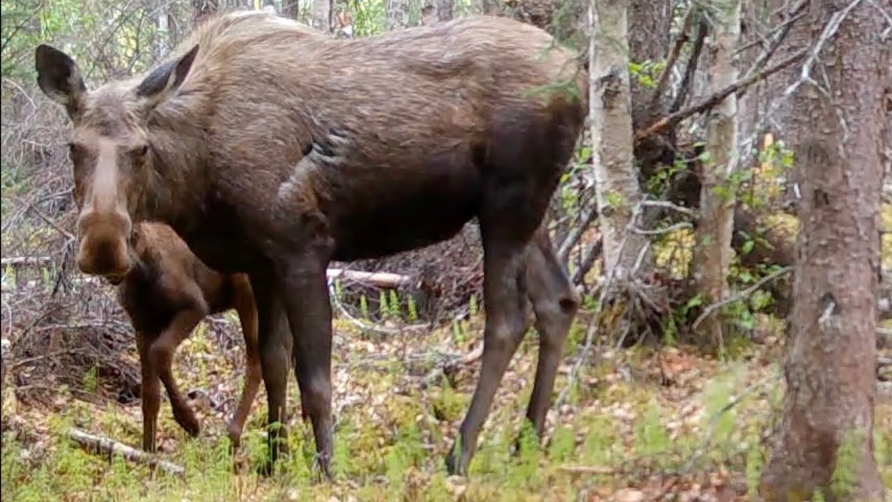 Alaska Trail Cam June 04, 2025