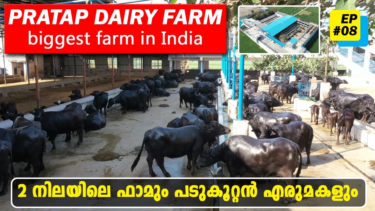 EP-8 One of the Biggest Buffalo farm in India | Pratap Dairy Farm Haryana | #haryana_round_up