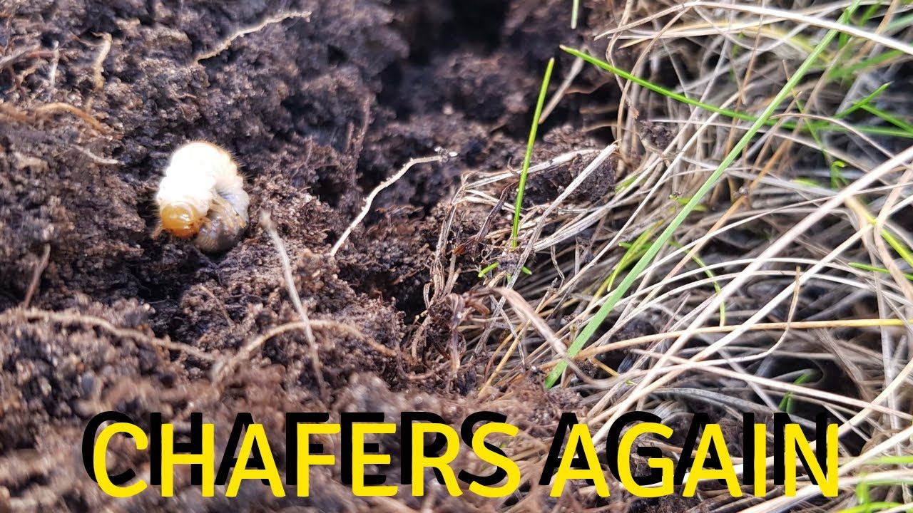 Chafer Grub Infestation Getting Worse!
