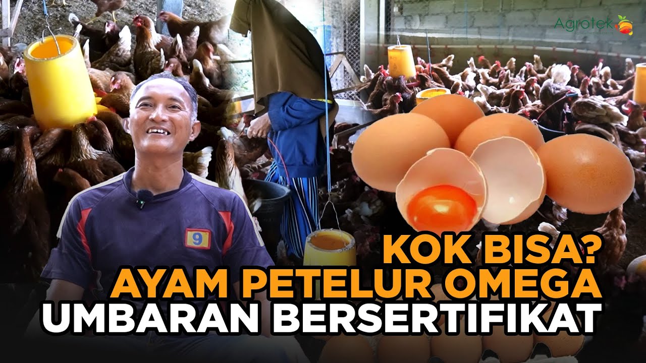 KOK BISA KWT BUAT AYAM PETELUR OMEGA UMBARAN BERSERTIFIKAT