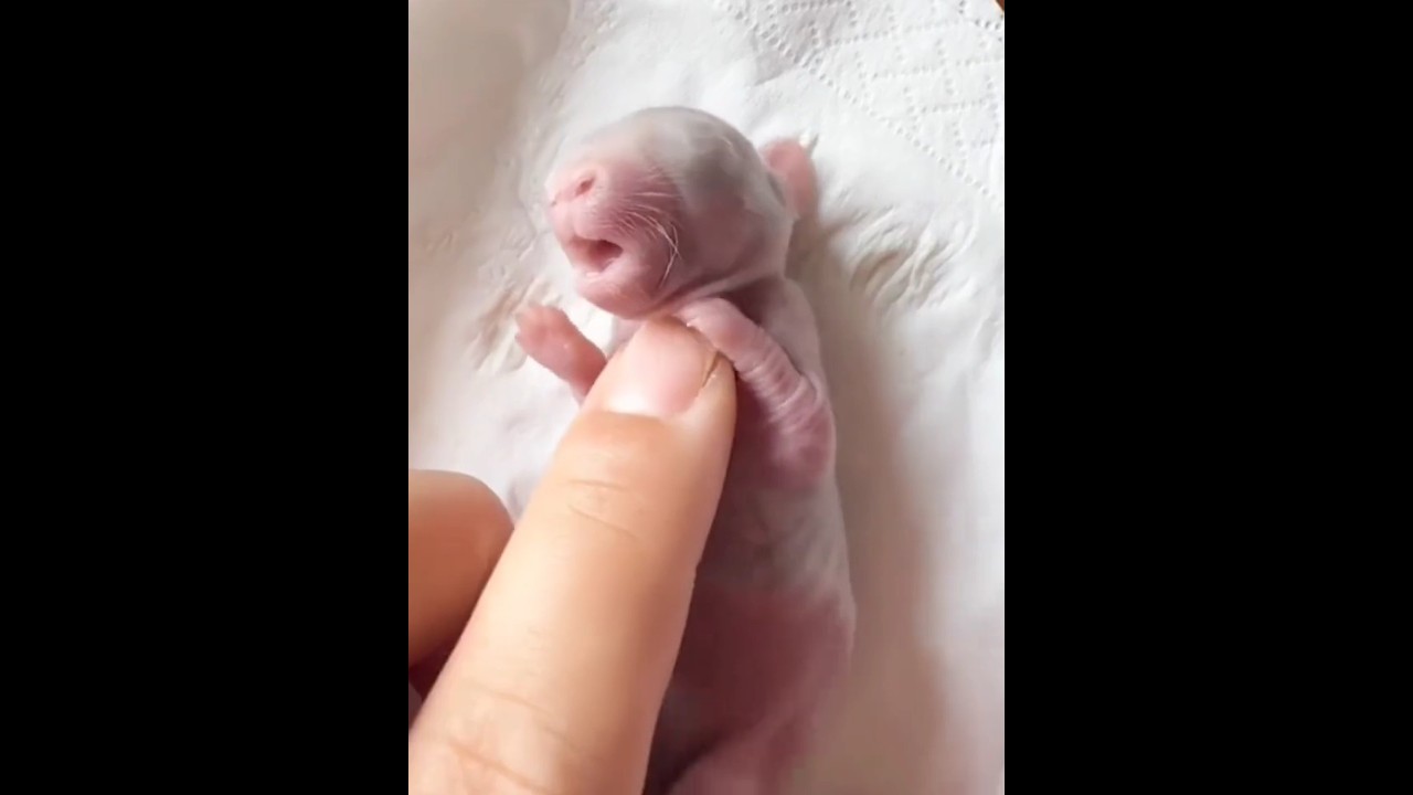 Girl Rescues a Baby Rabbit 🐰❤️